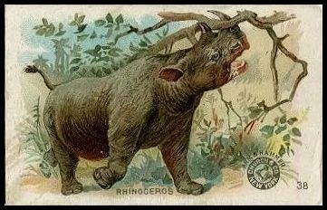 38 Rhinoceros